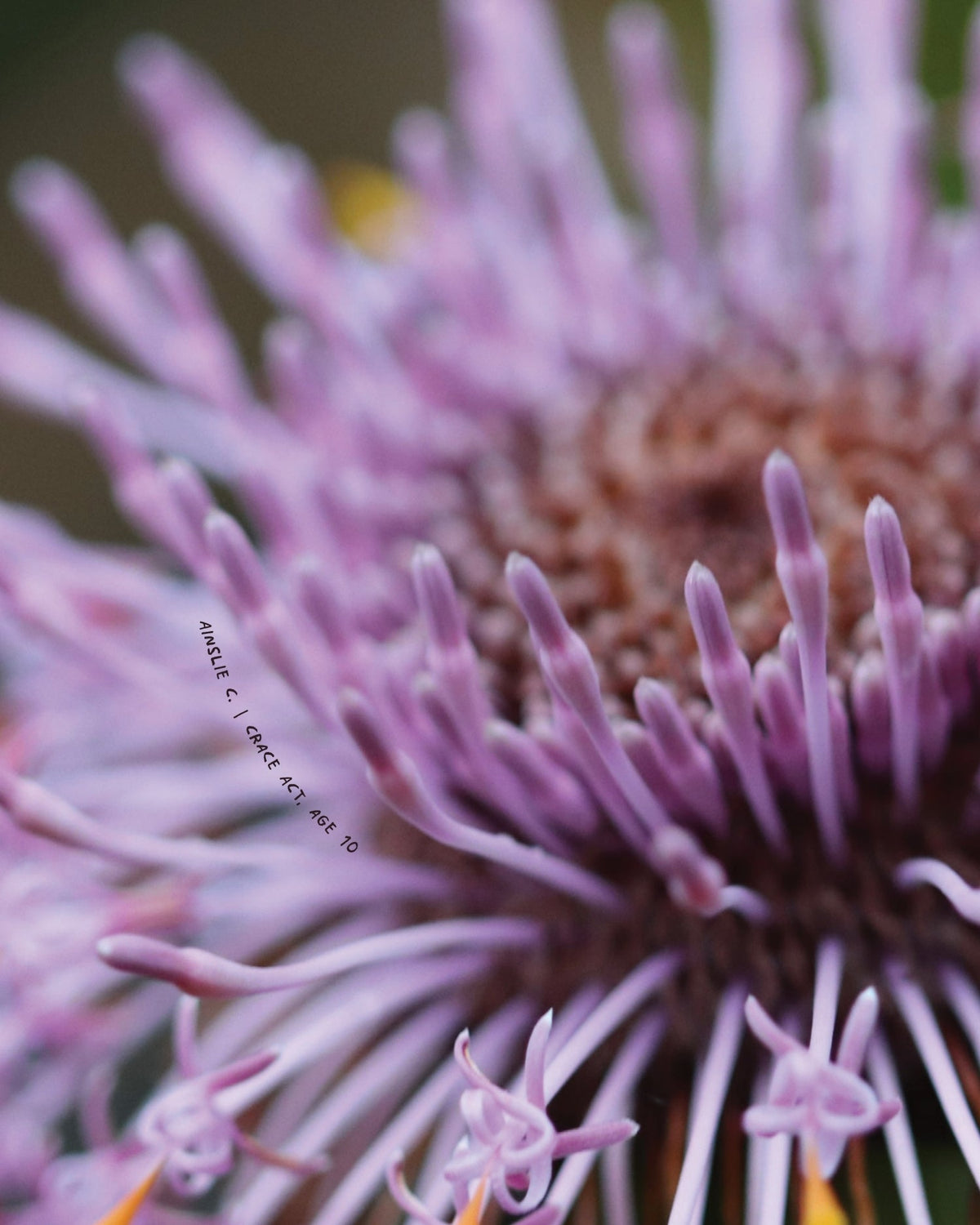 Close-up macro photograph of a purple thistle-like flower.