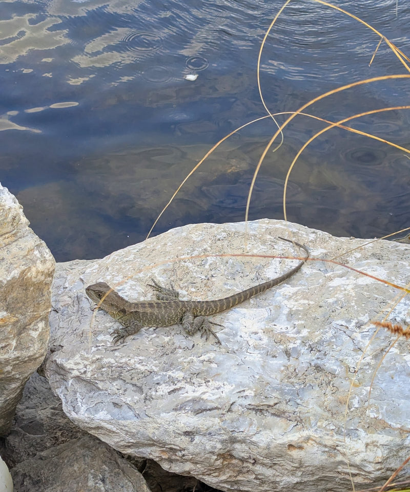 A water dragon lizard rests on a large pale rock beside a calm body of water. The lizard has a long tail and scaly brown-green patterned skin, and is basking in the sun near the water's edge.