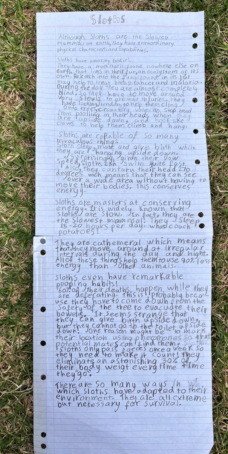 Two pages of handwritten lined notebook paper laid on grass, containing a non-fiction essay titled 'Sloths' written in pencil with neat, careful handwriting across multiple paragraphs.