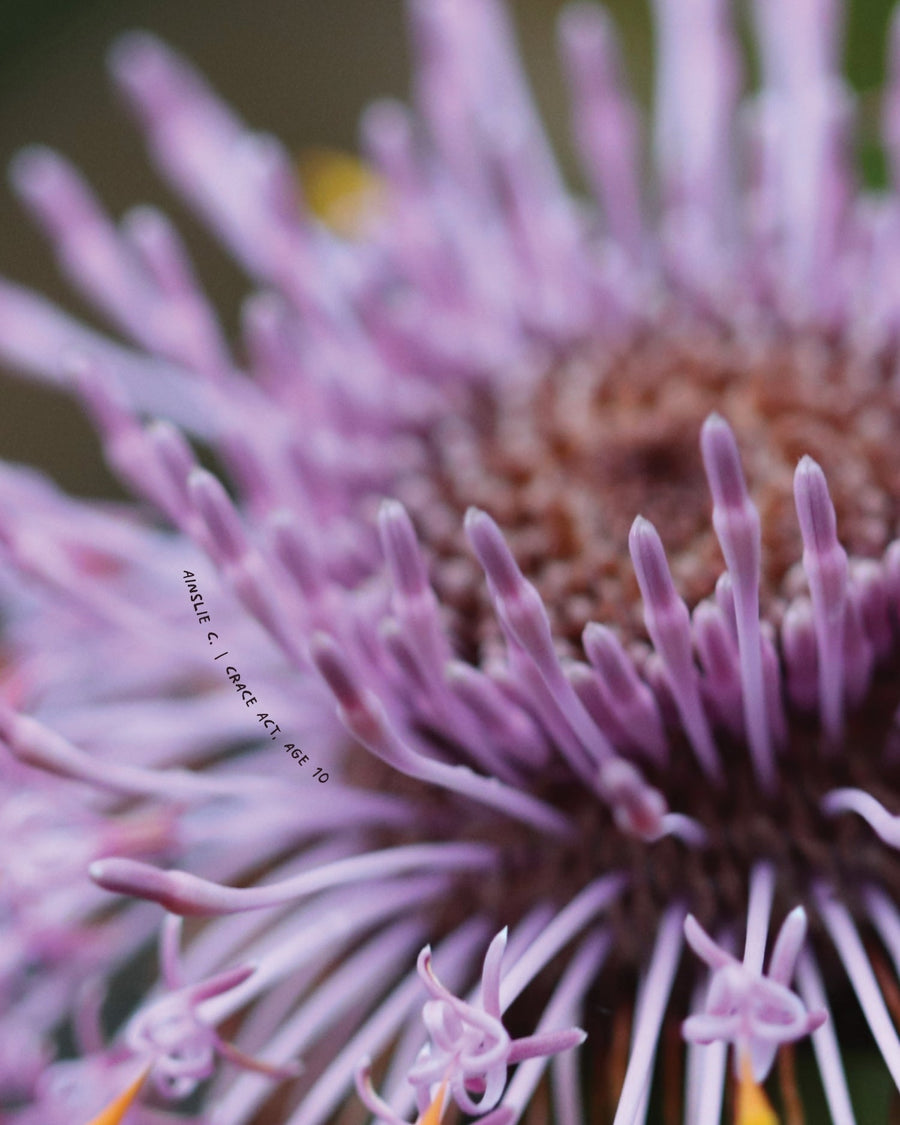 Close-up macro photograph of a purple thistle-like flower.