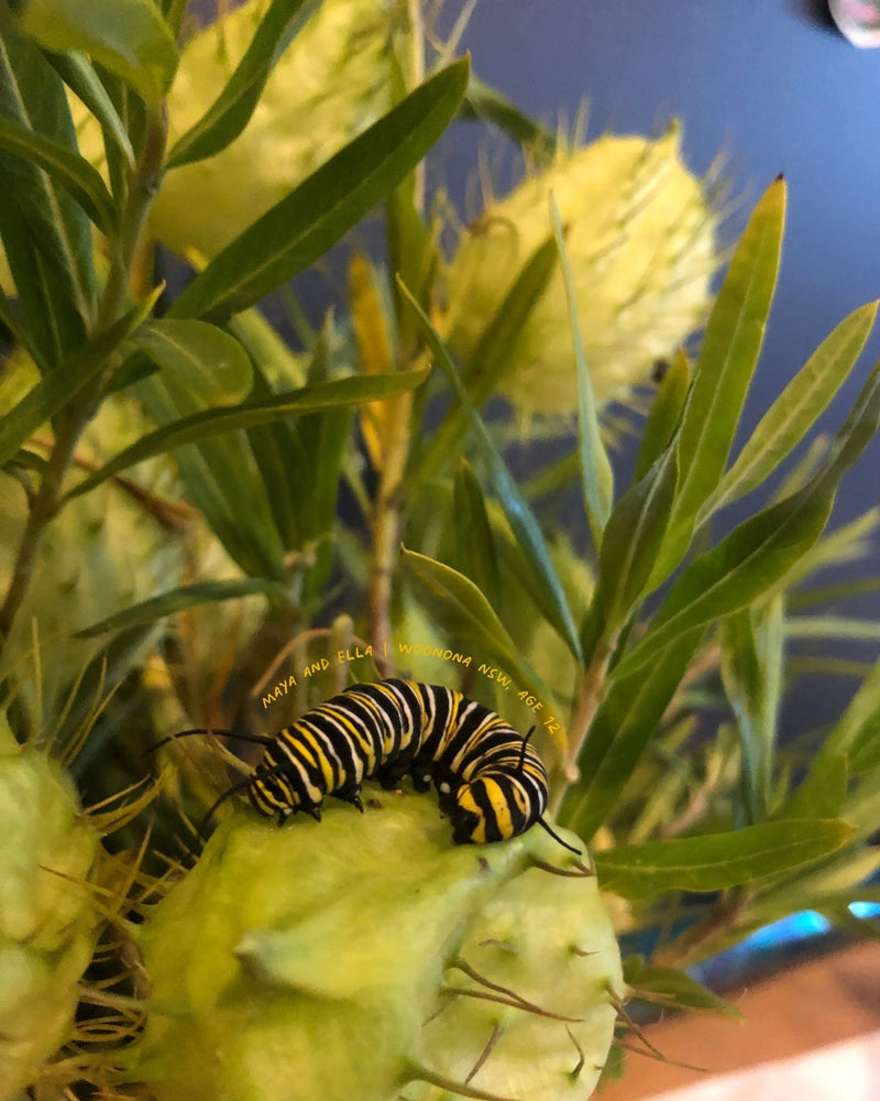 Photograph of a monarch caterpillar on a plant.