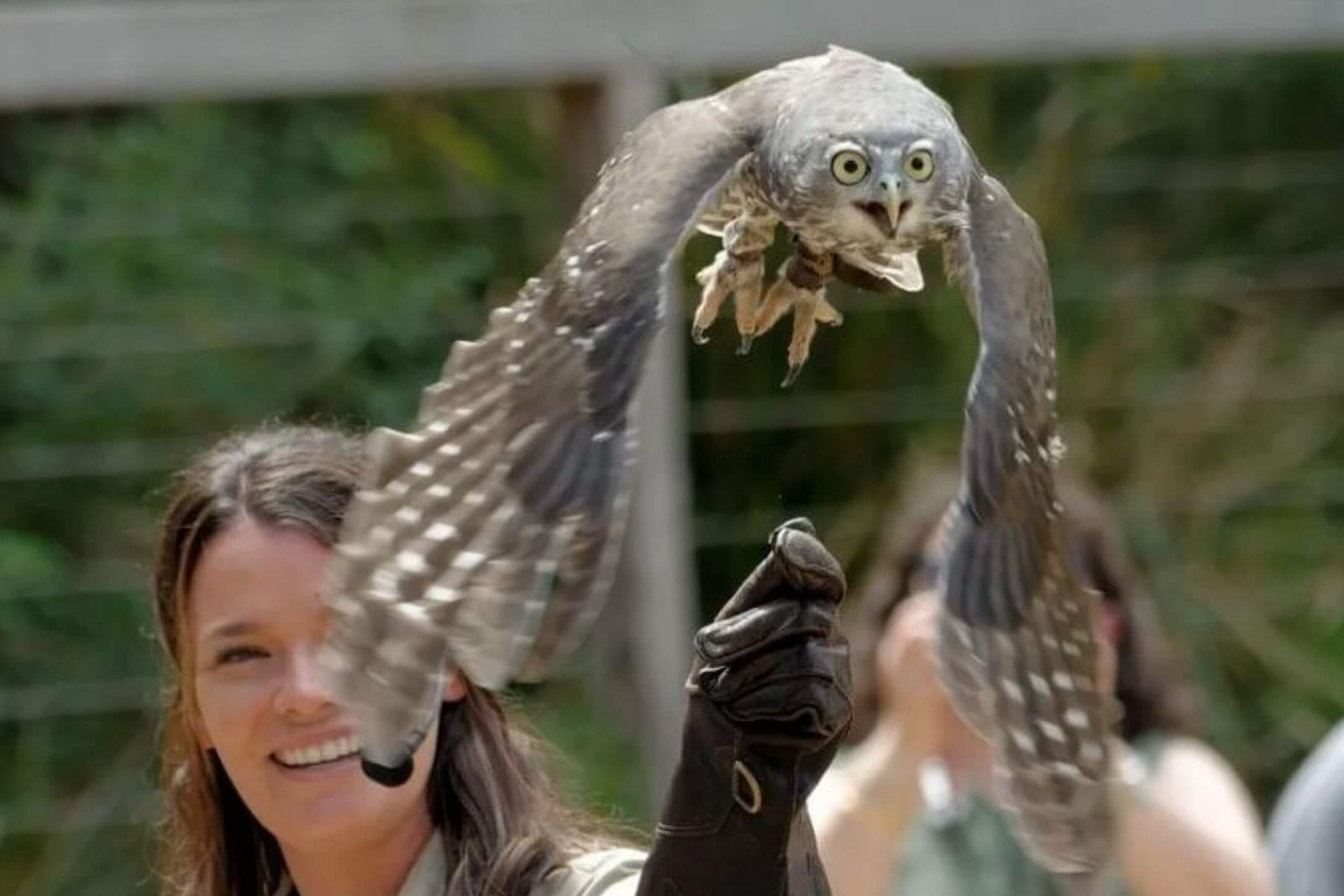 The Zookeeper Who Teaches Eagles to Fly for an Audience.