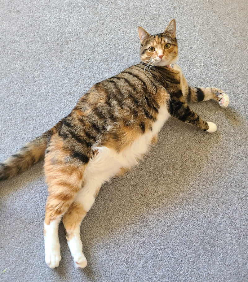 A tabby and calico cat with striped markings lies stretched out on grey carpet, looking up at the camera. The cat has a notably round, large body with white and orange patches on its belly and white paws.