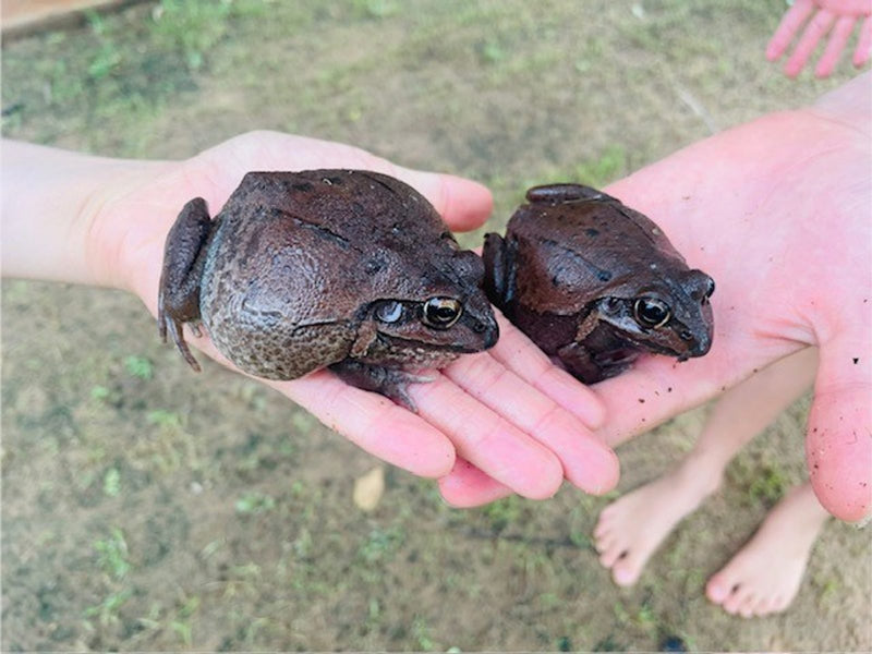 Two large brown frogs sit side by side in the cupped palms of a child's hands, with grass visible in the background. The frogs have bumpy skin and prominent eyes, and appear to be giant burrowing frogs.